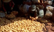 Đà Lạt cấm nhập khoai tây Trung Quốc