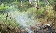 Thi thể cháy đen bên bụi hoa dã quỳ