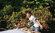 Thanh niên ngáo đá làm loạn cả khu phố