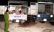 Bơm nước vào heo, bị xử phạt quá nhẹ!