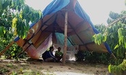 Táo tợn trộm cắp cà phê