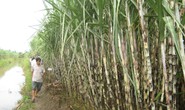 Ngành mía đường có nguy cơ “chết yểu”
