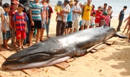Cá voi xanh dạt vào bờ biển Phú Yên với nhiều vết thương
