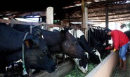 Đua nhau nuôi bò sữa, nông dân Lâm Đồng điêu đứng