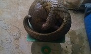 Dựng lều trong VQG Cát Tiên để... săn thú quý hiếm!