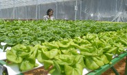 Cận cảnh vườn rau thủy canh bạc tỉ ở Đà Lạt