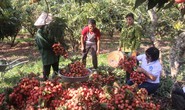 Sau 5 năm đàm phán, vải thiều tươi Việt Nam có “visa” sang Nhật Bản