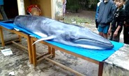 Cá voi nặng hơn 200 kg lụy bờ
