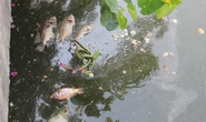 Cá lại chết trên kênh Nhiêu Lộc – Thị Nghè