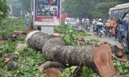 Hà Nội: Xây đường sắt trên cao, hàng trăm cây cổ thụ bị chặt hạ