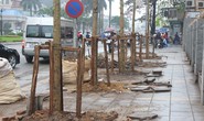 Trồng cây lát hoa thay cây mỡ trên đường Nguyễn Chí Thanh