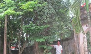 Lo mất 2 cây sưa 150 tỉ đồng
