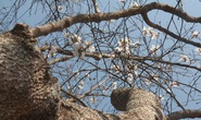 Đà Lạt: Vào mùa hoa ban trắng
