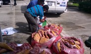 Xe khách chở nửa tấn thịt thối cung cấp cho nhà hàng