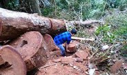 Lâm tặc chặt 3 cây sa mu trăm tuổi trong vùng lõi khu bảo tồn