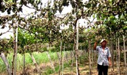 Đòi bảo kê, phá vườn tược