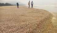 Sò lông, ốc hương dạt vào phủ kín bờ biển