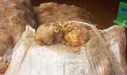 Dời lệnh cấm khoai tây Trung Quốc đến 1-11