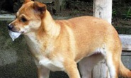 Một phụ nữ mang bầu bị chó dại cắn tử vong