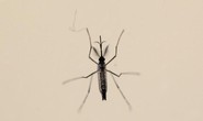 Thêm nhiều chứng bệnh nguy hiểm liên quan đến virus Zika