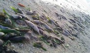Tổ chức Philippines đòi điều tra vụ Trung Quốc thả hóa chất giết cá