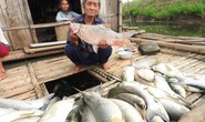 Cá chết hàng loạt trên sông: Nhà máy trả tiền đền bù cho dân