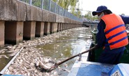 TP HCM: Cá chết do nước ô nhiễm cục bộ