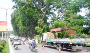 Chuyển 106 cây xanh nhường đất cho đường sắt trên cao