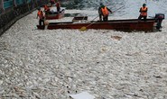 Công bố 4 nguyên nhân cá chết hàng loạt tại các hồ ở Hà Nội