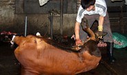 Hành xử tệ với gia súc!