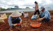 Lâm Đồng hỗ trợ cho khoai tây Đà Lạt đấu với hàng Trung Quốc
