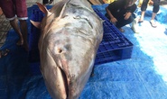 Thuê 8 thanh niên khuân vác cá tra dầu nặng 200kg