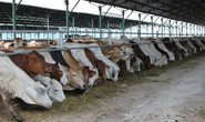 Đua nhập bò Úc giá bèo 3USD/kg về vỗ béo