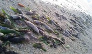 Tàu Trung Quốc đổ hóa chất giết cá quanh đảo Thị Tứ?