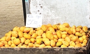 Thực hư xoài mút Trung Quốc làm bằng nilon