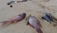 Ăn cá chết bất thường, một bé gái ngộ độc phải cấp cứu