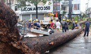 Cây xanh gây họa: Phải có địa chỉ trách nhiệm!