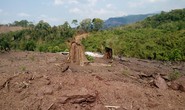 Dự án cao su đe dọa rừng Phong Nha - Kẻ Bàng