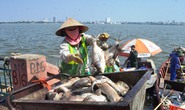 Chủ tịch Hà Nội báo cáo Chính phủ 200 tấn cá chết ở hồ Tây