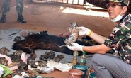 Phát hiện 40 xác hổ con trong chùa Thái Lan