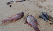 Cá chết bất thường đầy bờ biển miền Trung