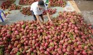 Vì sao thanh long từ 5.000 đồng lên 40.000 đồng/kg chỉ trong vài ngày?