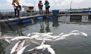 Xác định nguyên nhân cá chết hàng loạt trên sông Chà Và