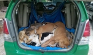 Bắt “cẩu tặc” bắn hạ 16 con chó trong 1 đêm