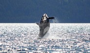 Cá voi sát thủ 105 tuổi bất ngờ tái xuất gây sửng sốt