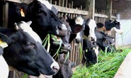 TP HCM: Đàn bò sữa giảm mạnh