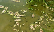 Phú Yên: Xuất hiện cá chết trên sông Hinh