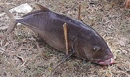 Nước biển vùng cá chết bị nhiễm kim loại nặng