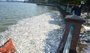 Cá chết trắng hồ Tây: Đừng đổ cho tự nhiên