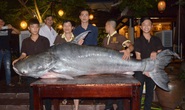 Cá tra khủng 200 kg về nhà hàng ở Đà Nẵng